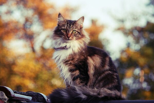 Dreifarbige Katze schaut in die Seele