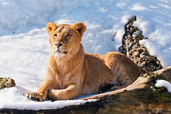 Ein junger Löwe liegt im Schnee und schaut in die Ferne