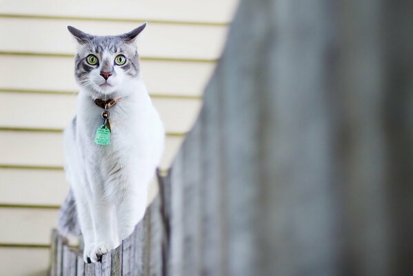 A cat in a collar walks along the fence