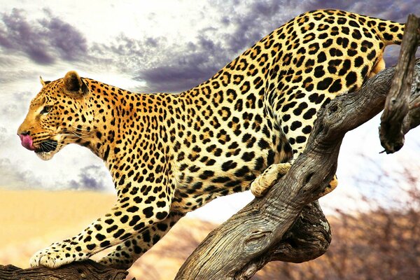Leopardo macchiato su un albero