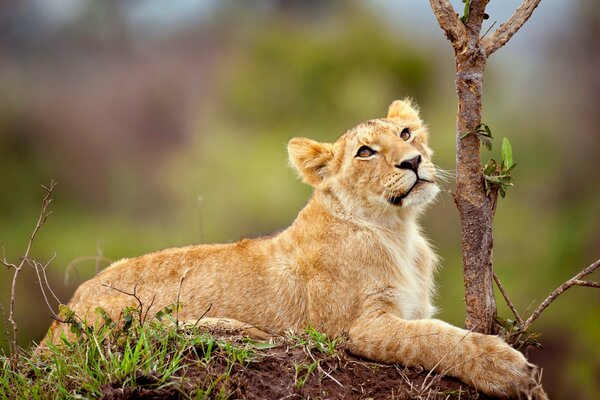 Un petit Lion se trouve et regarde au loin