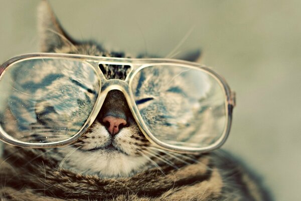 The cat squints in the sun with glasses