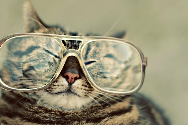 Chat plisse les yeux au soleil avec des lunettes