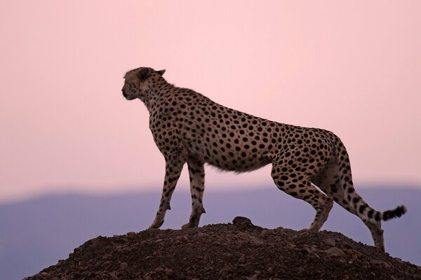 Guépard au coucher du soleil à la recherche de proies