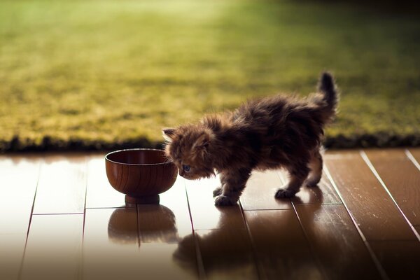 The kitten approached the bowl on the parquet