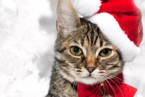 A cat in a Santa Claus hat and with a red bow on his chest