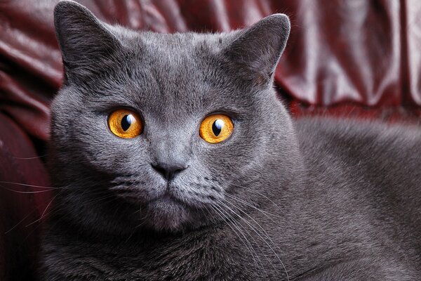 A British shorthair cat with amber-yellow eyes is sitting on the sofa