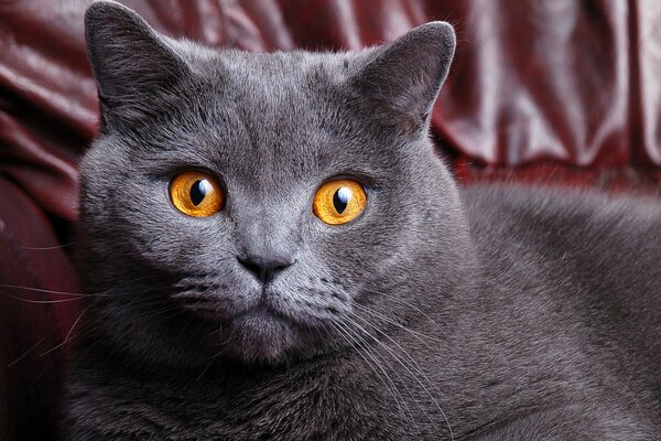 Brytyjski krótkowłosy kot z bursztynowo-żółtymi oczami siedzi na kanapie