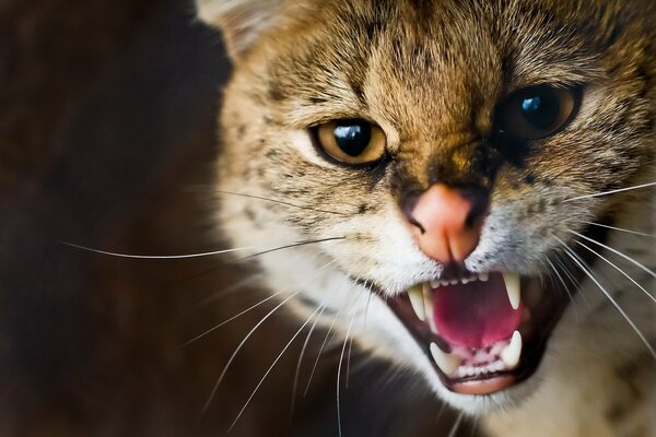 Wild angry cat, hissing