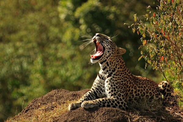 Der Leopard gähnt sich in der Sonne