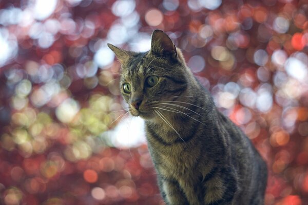 Pensive cat on the background of glare