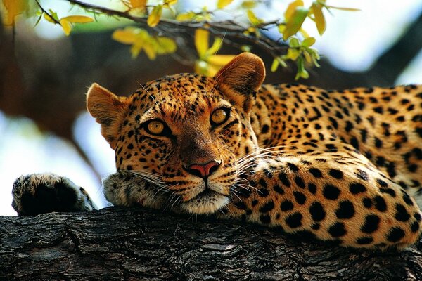 Léopard se trouve et se repose sur un arbre