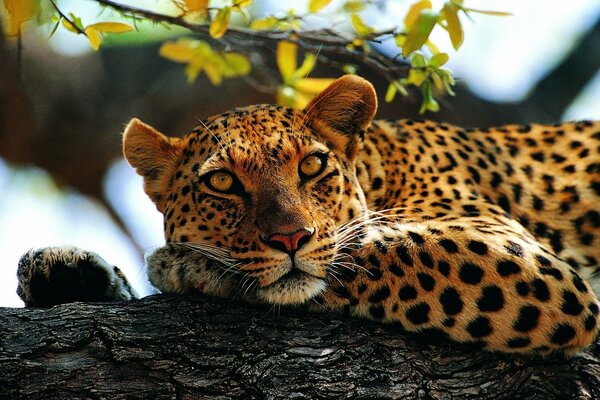 Leopardo che giace e riposa su un albero