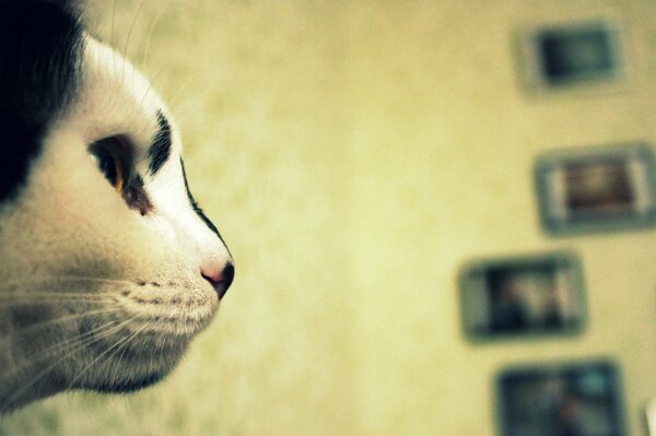 Mirada de gato. Nariz blanca y negra