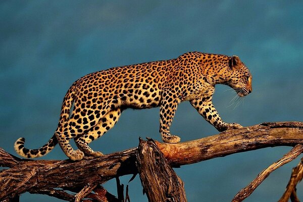 Photo on wallpaper : leopard on a tree