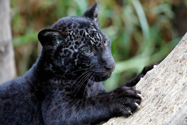 Predatory cat jaguar kitten