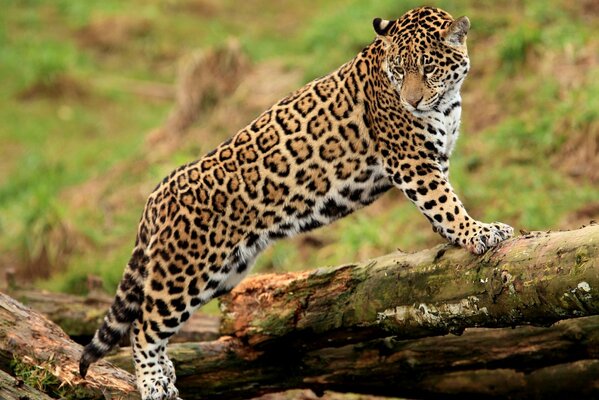 Jaguar on a log , wallpaper