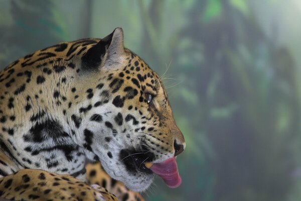 Jaguar mostra una lunga lingua
