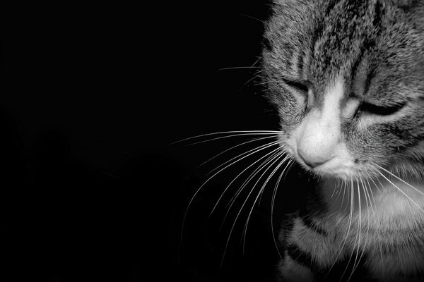 The sadness of a striped cat in black and white