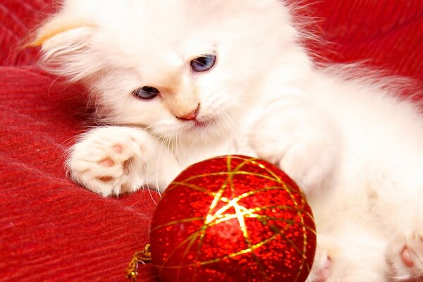 A white cat is playing with a Christmas tree toy