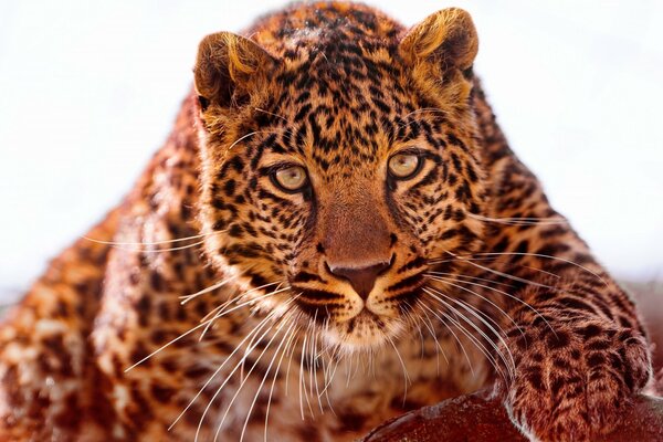 Hermoso leopardo se arrastra a la presa