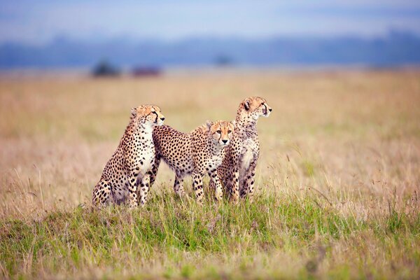 La famille des léopards rencontre le matin