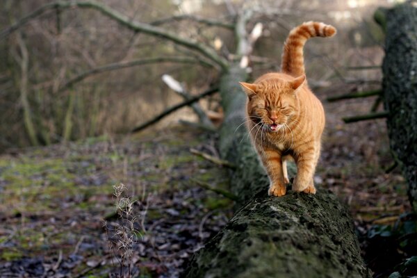 Rote Katze gähnt am Baum