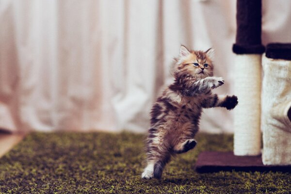 A kitten in a funny jump