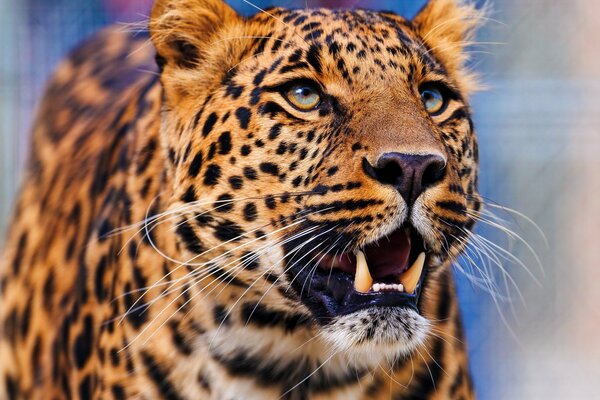 Leopardo che guarda in alto con occhi intelligenti