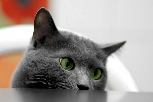 Chat avec des yeux verts furtivement hors de la table