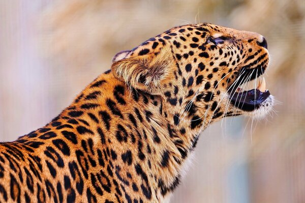 Un grande leopardo guarda in alto