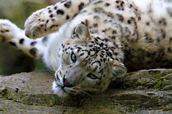 Leopardo de las Nieves de vacaciones con ojos astutos