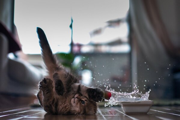 Katze Durcheinander Boden Spritzen