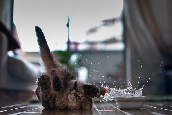 Cat mess floor splashes