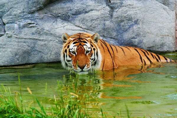 Der Tiger ruht im Wasser, und ich bin neben Steinen und Gras