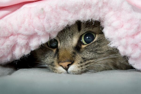 The mischievous cat is lying under the blanket