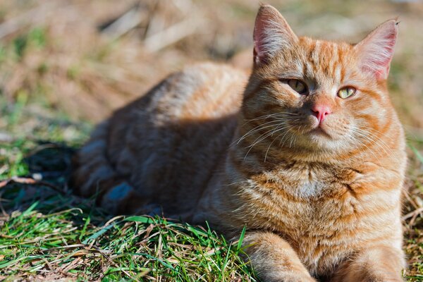 Ginger cat in summer in nature