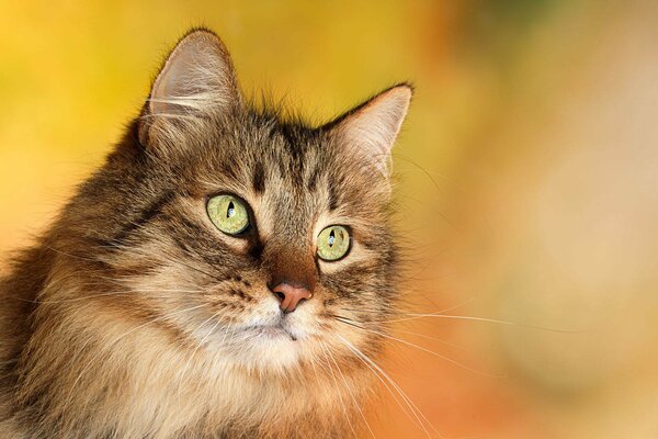 Gatto peloso con lunghi baffi e occhi verdi