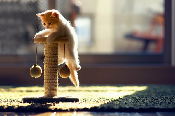 A little kitten is playing in the sunlight