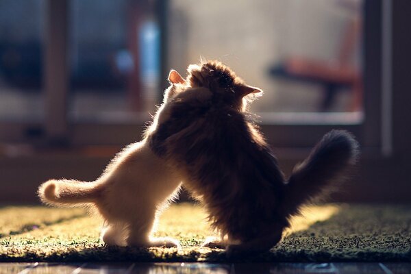 Two little kittens playing