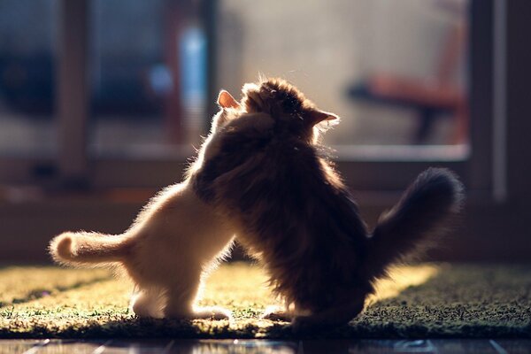 Два маленьких котёнка играют