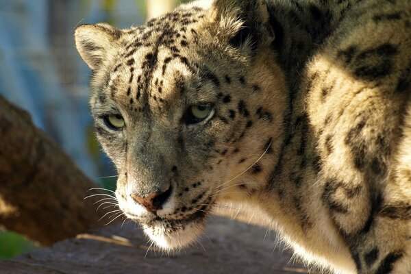 The snout of a snow leopard