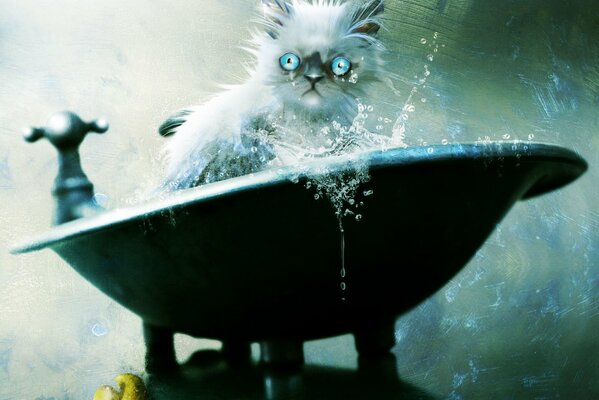 Chat humide se baigne dans la salle de bain