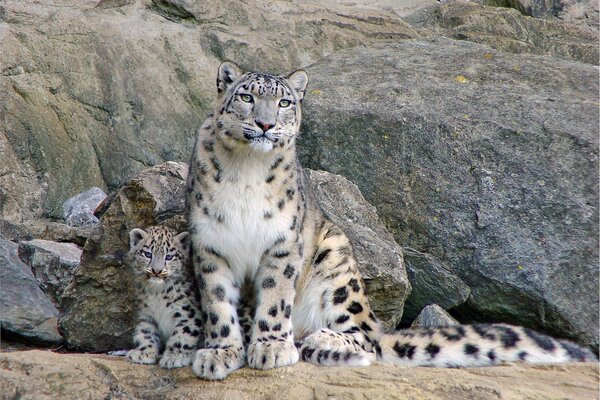 Mother irbis sits with her cub