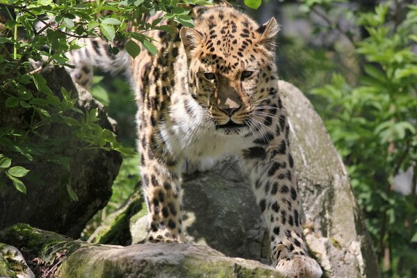 Leopardo dell Estremo Oriente In condizioni naturali