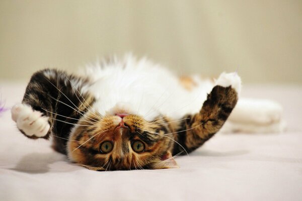 Fluffy cat is lying on his back