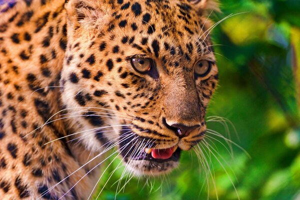 Grand chat tacheté, gueule de léopard