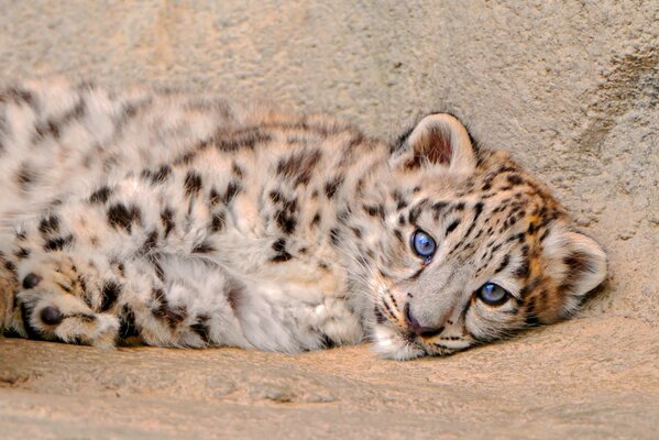 Gato salvaje - leopardo de las Nieves (Irbis) con ojos azules