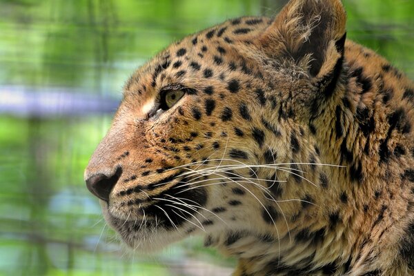 Gesichtsprofil des fleckigen Leoparden