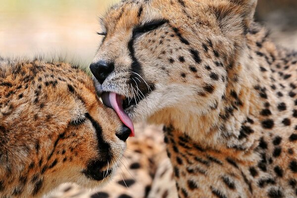 Even if you are a cheetah, in the family - you are cute and gentle